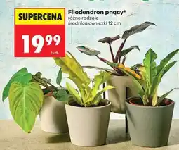 Biedronka Filodendron pnący oferta
