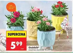 Biedronka Goździk oferta
