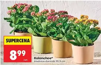 Biedronka Kalanchoe oferta