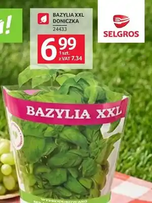 Selgros Bazylia XXL doniczka oferta
