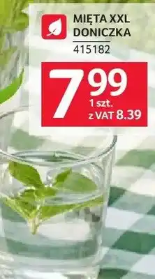 Selgros Mięta XXL doniczka oferta