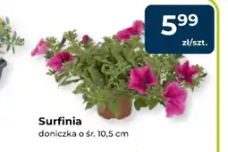 Mrówka Roślina doniczkowa oferta