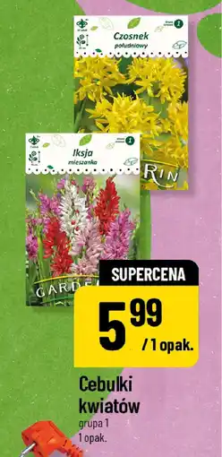 Polomarket Cebulki kwiatów grupa oferta