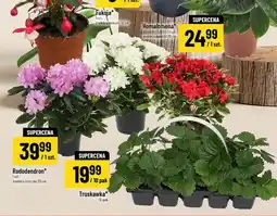 Polomarket Truskawka oferta