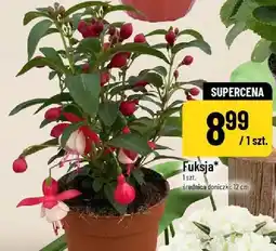 Polomarket Fuksja oferta