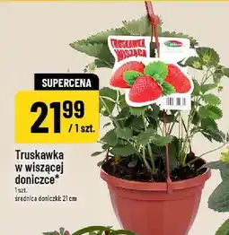 Polomarket Truskawka w wiszącej doniczce oferta