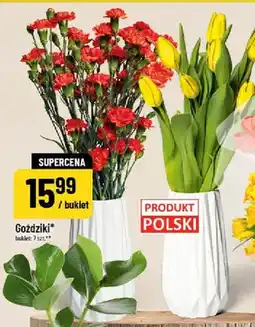 Polomarket Tulipany oferta