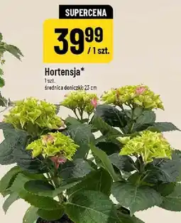 Polomarket Hortensja oferta