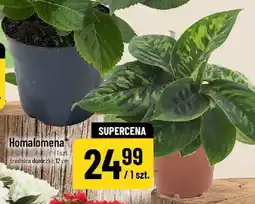 Polomarket Homalomena oferta