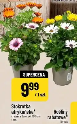 Polomarket Rośliny rabatowe oferta