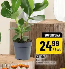 Polomarket Clusia oferta