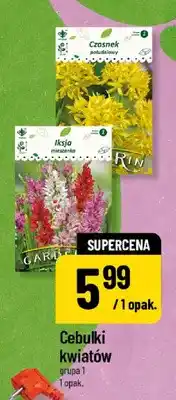 Polomarket Cebulki kwiatów grupa 1 oferta