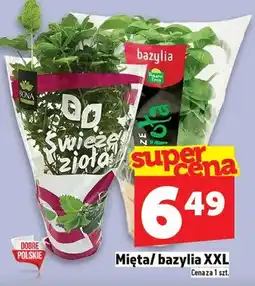 Topaz Mięta/bazylia XXL oferta