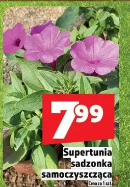 Topaz Supertunia sadzonka samoczyszcząca oferta