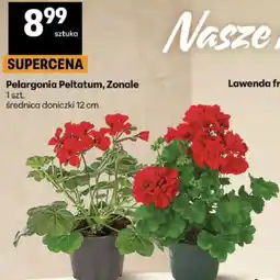 Delikatesy Centrum Pelargonia Peltatum, Zonale 1 szt oferta