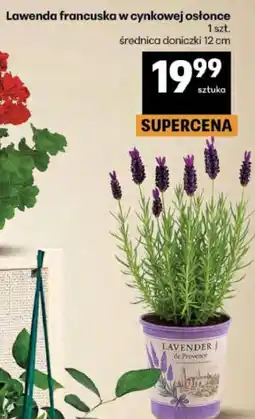 Delikatesy Centrum Lawenda francuska w cynkowej osłonce 1 szt oferta