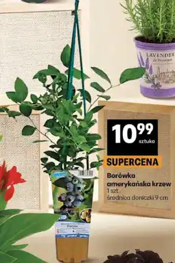 Delikatesy Centrum Borówka amerykańska krzew 1 szt oferta