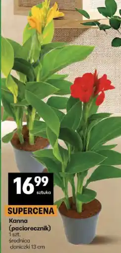 Delikatesy Centrum Kanna (paciorecznik) 1 szt oferta
