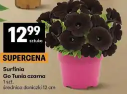 Delikatesy Centrum Surfinia Go Tunia czarna 1 szt oferta