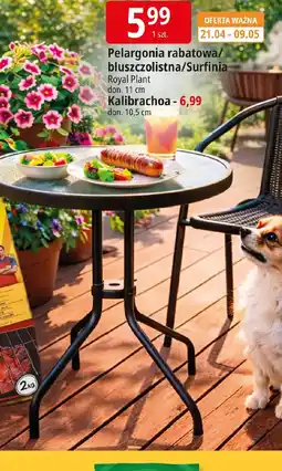 E.Leclerc Pelargonia rabatowa/Surfinia oferta