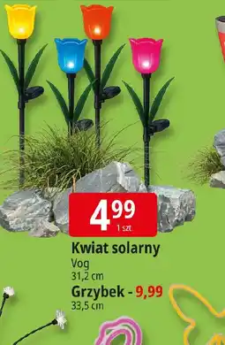 E.Leclerc Kwiat solarny oferta