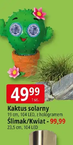 E.Leclerc Kaktus solarny oferta