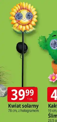 E.Leclerc Kwiat solarny oferta