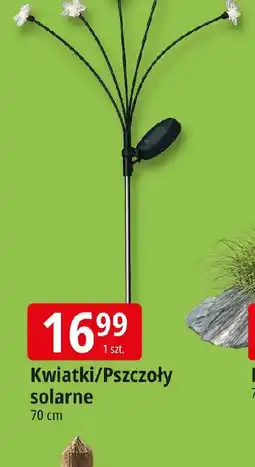 E.Leclerc Kwiati/Pszczoły solarne oferta