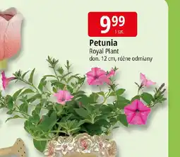 E.Leclerc Petunia Royal Plant oferta