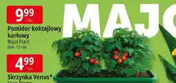 E.Leclerc Royal Plant Pomidor koktajlowy oferta