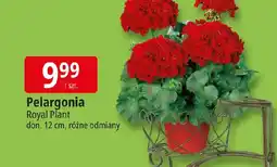 E.Leclerc Royal Plant Pelargonia oferta
