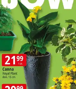 E.Leclerc Canna Royal Plant oferta