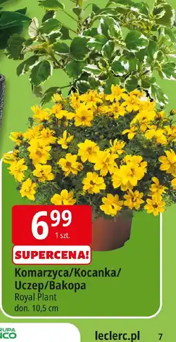 E.Leclerc Komarzyca/Kocanka/Uczep/Bakopa oferta