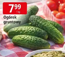 E.Leclerc Ogrek gruntowy oferta