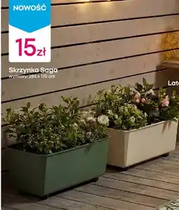 Pepco Skrzynka Saga oferta