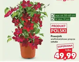 Kaufland Powojnik wielkokwiatowe pnące oferta