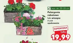 Kaufland Pelargonia rabatowa lub wisząca 6-pak oferta
