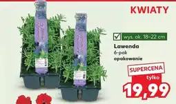 Kaufland Lawenda 6-pak oferta