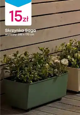 Pepco Skrzynka Saga oferta