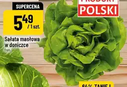 Polomarket Sałata masłowa w doniczce oferta