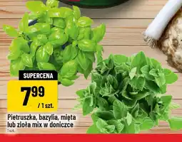 Polomarket Pietruszka, bazylia, mięta lub zioła mix w doniczce oferta