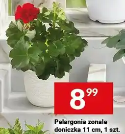 Twój Market Pelargonia zonale doniczka 11 cm oferta