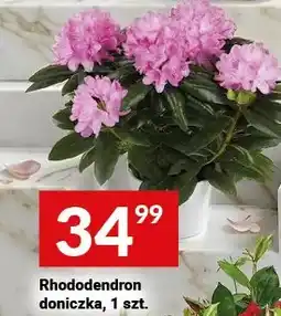 Twój Market Rhododendron doniczka oferta