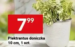 Twój Market Plektrantus doniczka 10 cm oferta