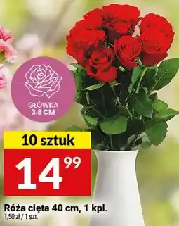 Twój Market Róża cięta 40 cm oferta