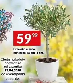 Twój Market Drzewko oliwne doniczka 18 cm oferta