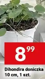 Twój Market Dihondra doniczka 10 cm oferta
