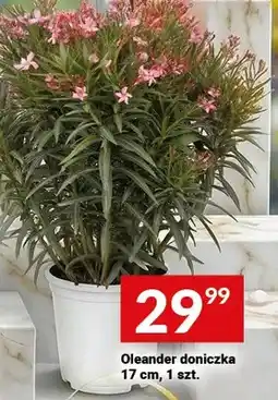 Twój Market Oleander doniczka 17 cm oferta