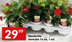 Twój Market Mandevilla doniczka 14 cm oferta