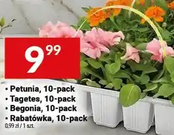 Twój Market Petunia, Tagetes, Begonia, Rabatówka, 10-pack oferta